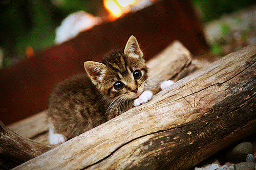 曼城客场挑战土耳其劲旅，门将拉亚神勇扑救铸就全场焦点