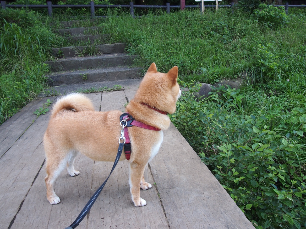 绝杀与统治，文班亚马定义比赛，开拓者险胜新疆