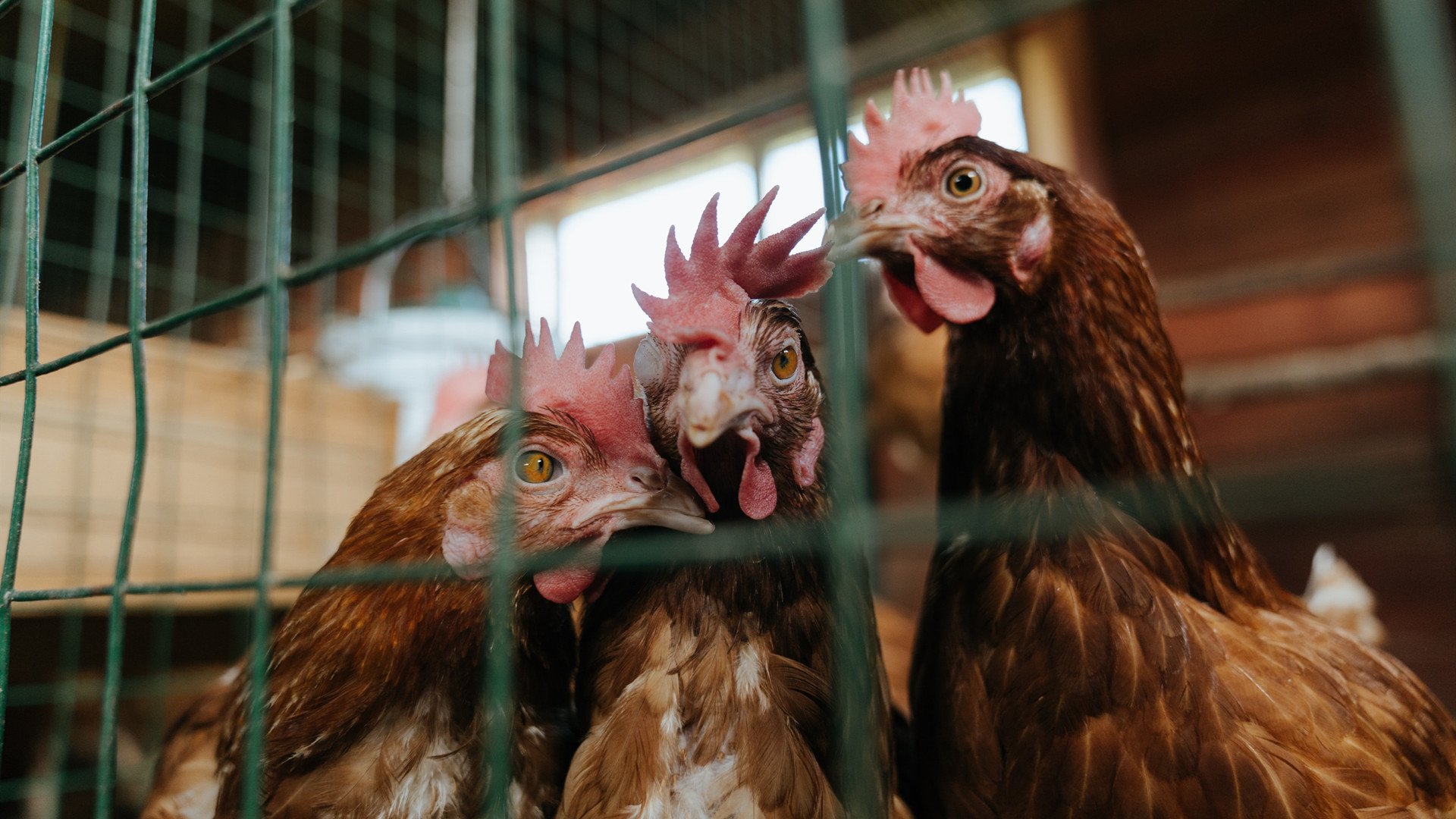 抢七决战，猛龙力克火箭，晋级下一轮