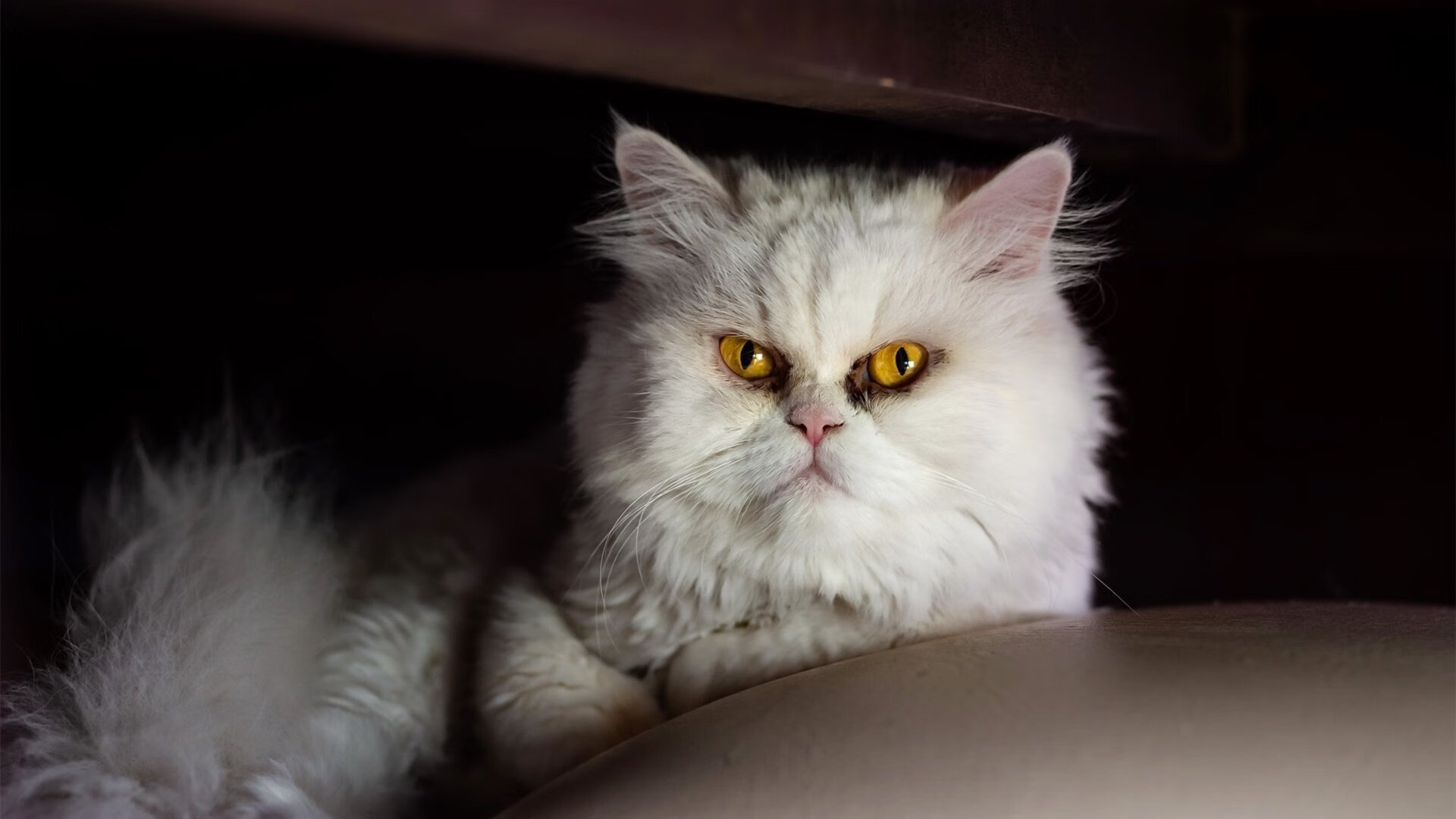 开云平台-跨洋对决，马克西救赎之战，辽宁钢铁洪流一波带走掘金