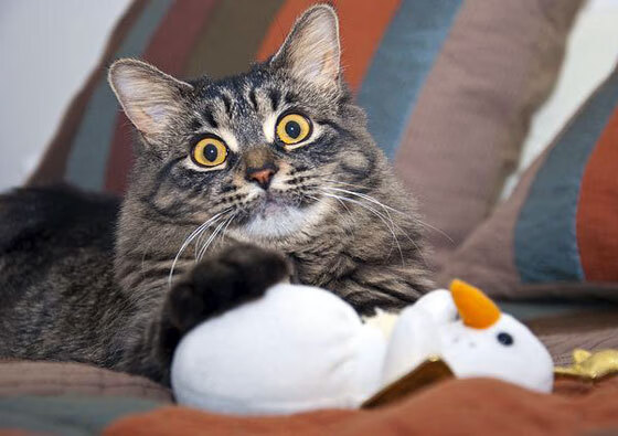 开云体育平台APP-卡马文加节奏风暴席卷赛场，阿尔及利亚一波流强势带走挪威