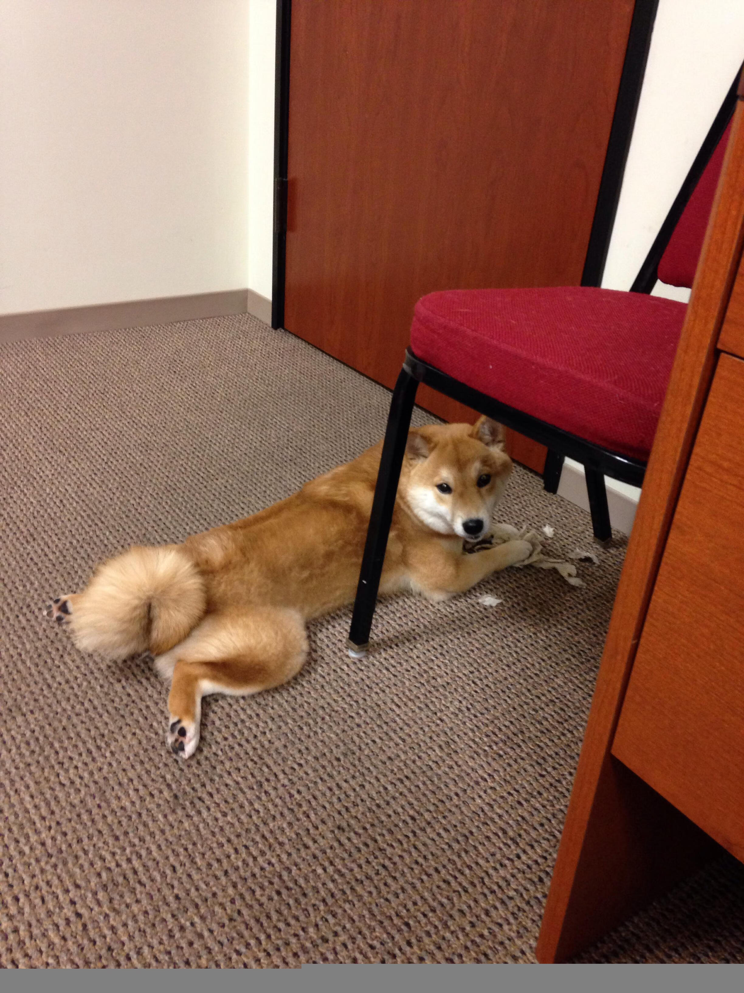 加克波闪耀之夜，巴黎欧冠舞台见证利物浦新核的诞生