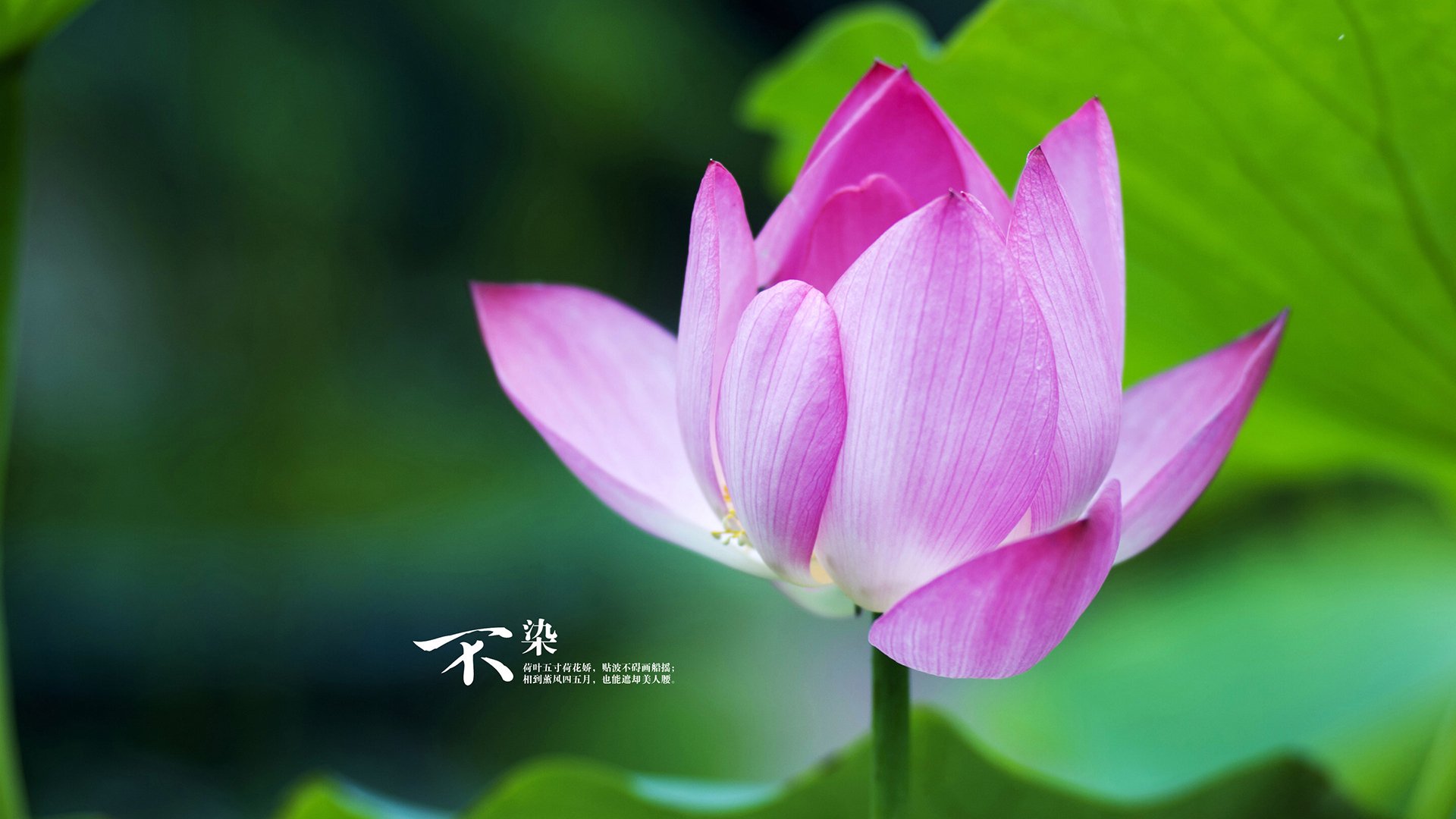 尼克斯碾压灰熊晋级,东契奇个人秀闪耀联盟