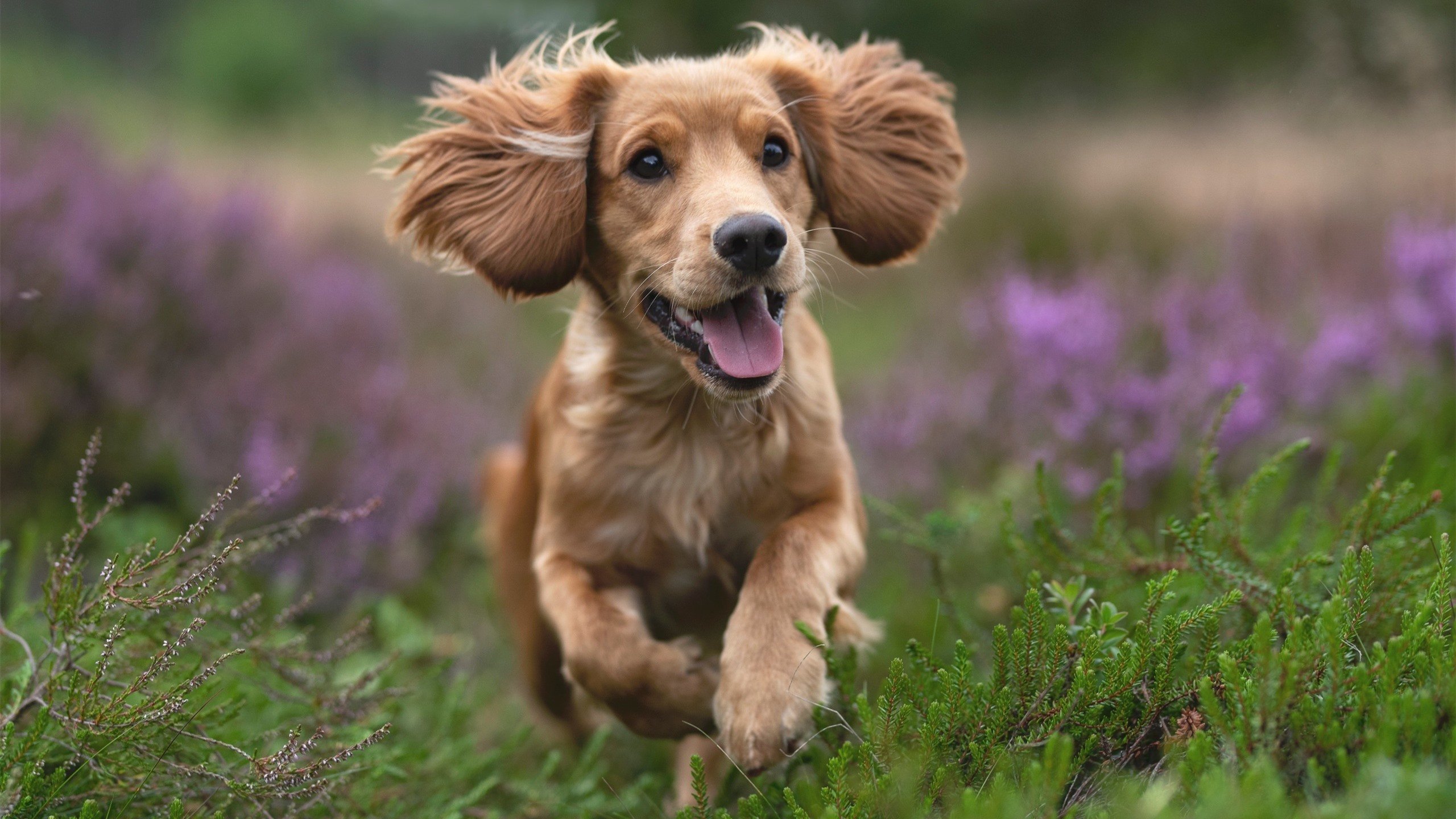 无名之辈的怒吼,中韩电竞对决,阿克用实力击碎所有质疑