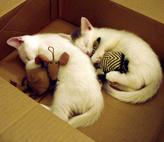 开云体育官方网站-墨西哥生死战力克芬兰，美加墨世界杯焦点战点燃晋级希望