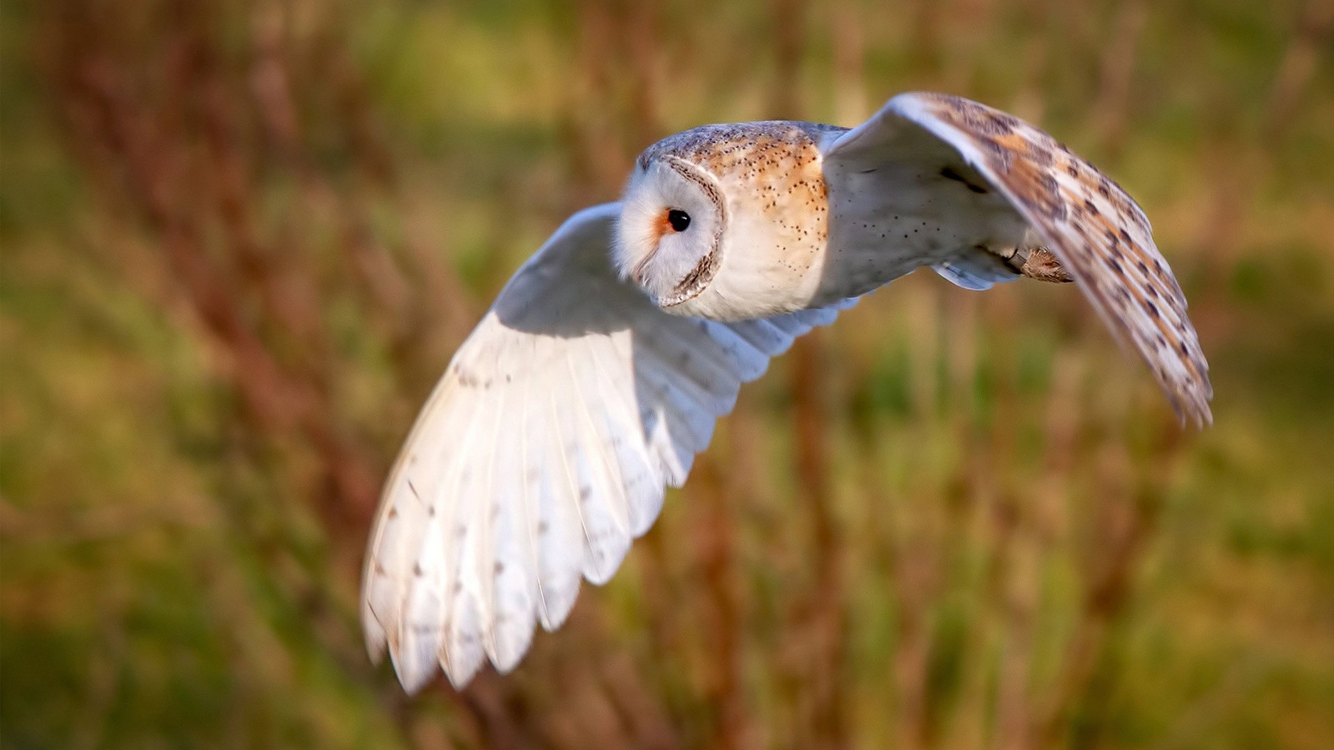 绿茵场上的全球热望,当巴拉圭心系芬兰,莱万点燃欧冠之夜