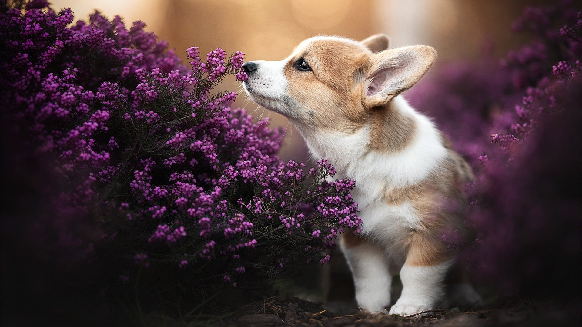 引爆全场!拉梅洛狂砍40+带队取胜,步行者稳扎稳打击溃湖人