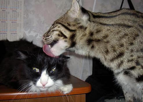 帕尔默一剑封喉!沙特补时绝杀冰岛,改写历史的15秒