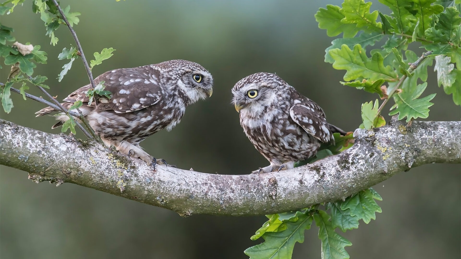 开云体育在线-2026世界杯焦点战，尤文化身的意大利爆冷力克多特蒙德风格的德国